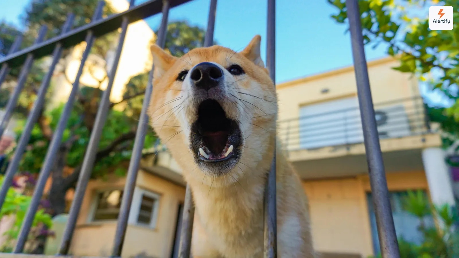 Hund, der vor einem Wohnhaus durch die Stäbe eines Zauns bellt